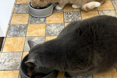 Systematische Zusammenführung, Aggressions-/Jagdverhalten