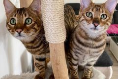 Spiel & Beschäftigung, Futtermäkeligkeit