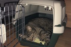 Transportbox-Training