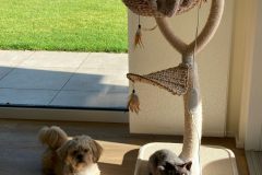 Angstverhalten gegenüber Hund