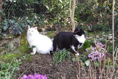 Vergesellschaftung, Vorbereitung auf Umzug & Freigang, Gestaltung katzenfreundlicher Garten