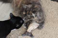 Auswahl eines Katzenkumpels, Zusammenführung