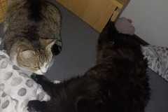 Auswahl eines Katzenkumpels, Vergesellschaftung, Futtermäkeligkeit