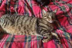 Aggressionsverhalten gegenüber Artgenossen