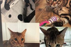 Spiel & Beschäftigung, Futtermäkeligkeit