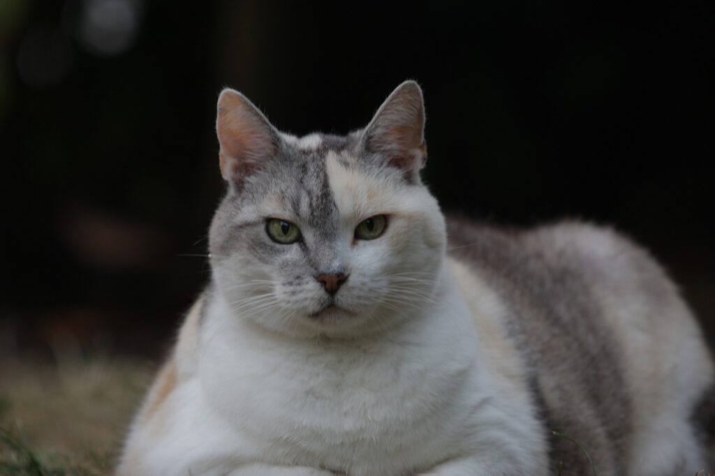 Katze dick fett Übergewicht Adipositas
