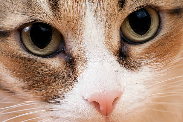 Alarmzeichen ständig große erweiterte Pupillen Katze
