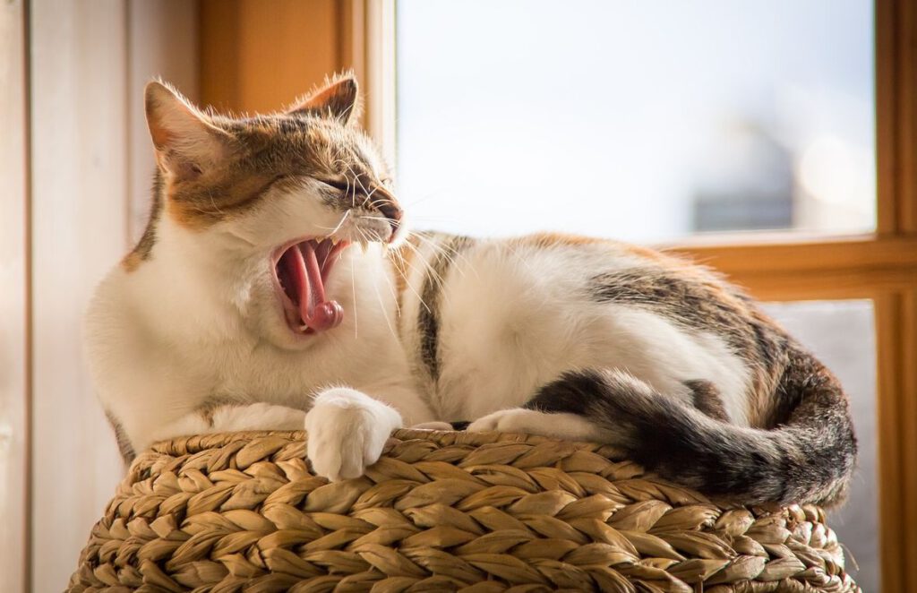 Katze gähnen