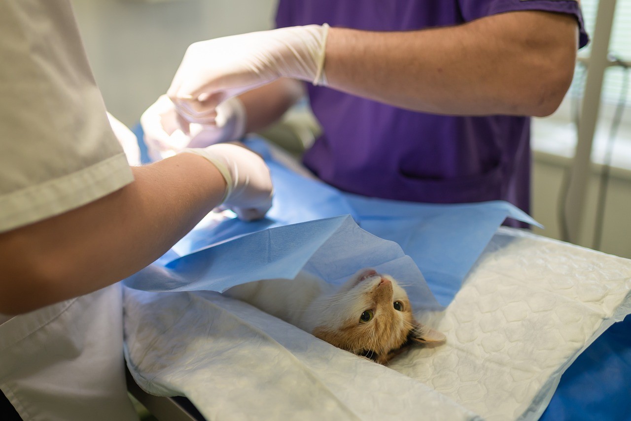 Katze Unterschied Sterilisation Kastration