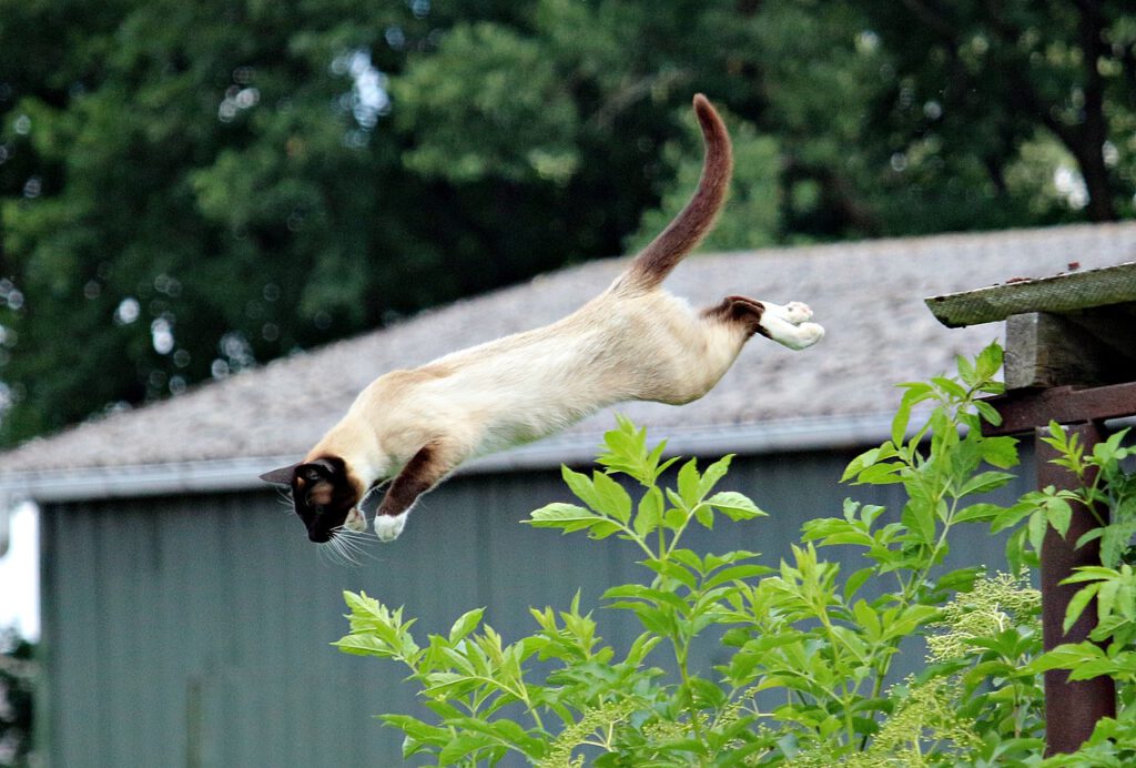 Katze Stellreflex fallen landen auf Pfote