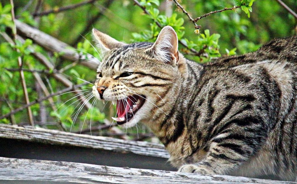 Katze Fauchen