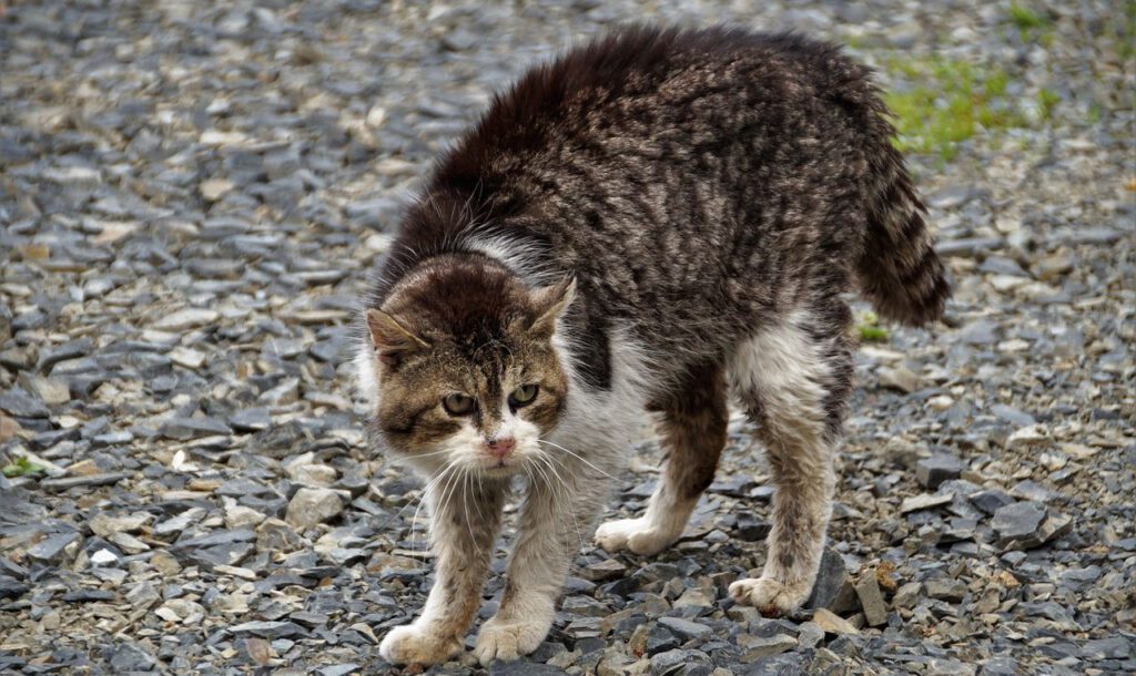 Katze Fell sträuben Piloerektion
