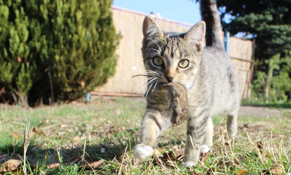 Katze Beute fangen