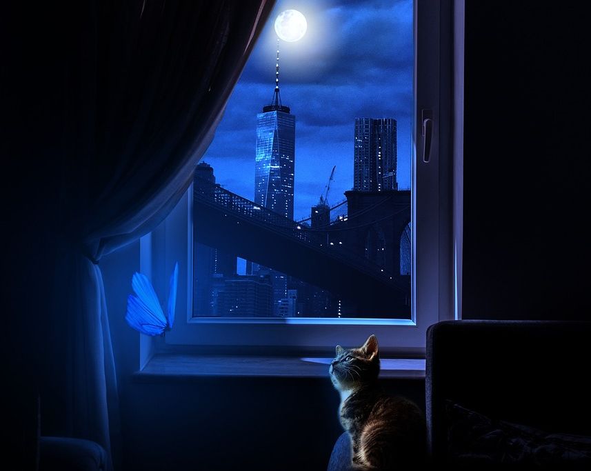 Katze Mond mondsüchtig