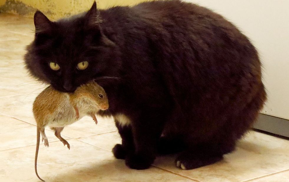 Katze Beute Präsentation Beutefangverhalten