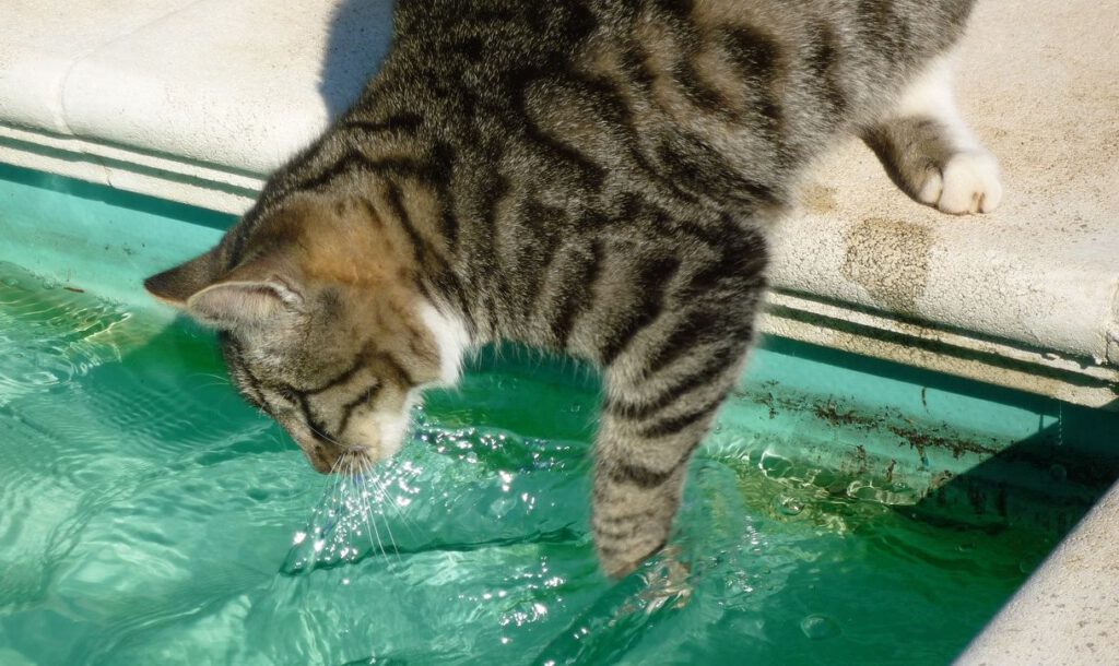 Katze nass Wasser