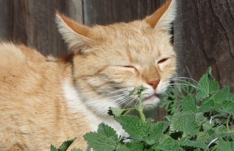 Katzenminze Katze