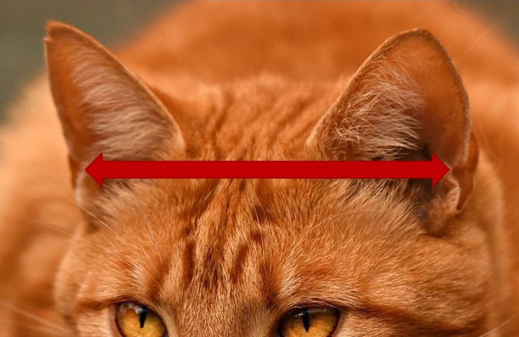 Henrys Pocket, Ohr Katze, hören