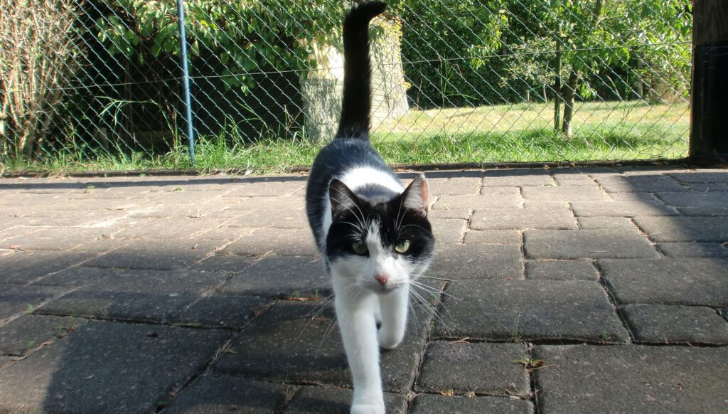 Katze Begrüßung