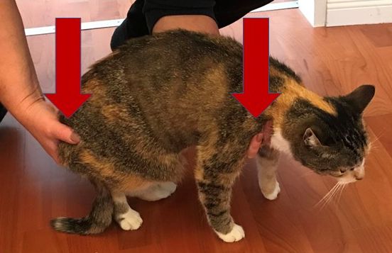 Katze richtig hochheben