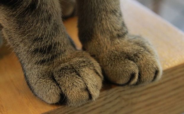 Katze treteln Milchtritt Pfoten