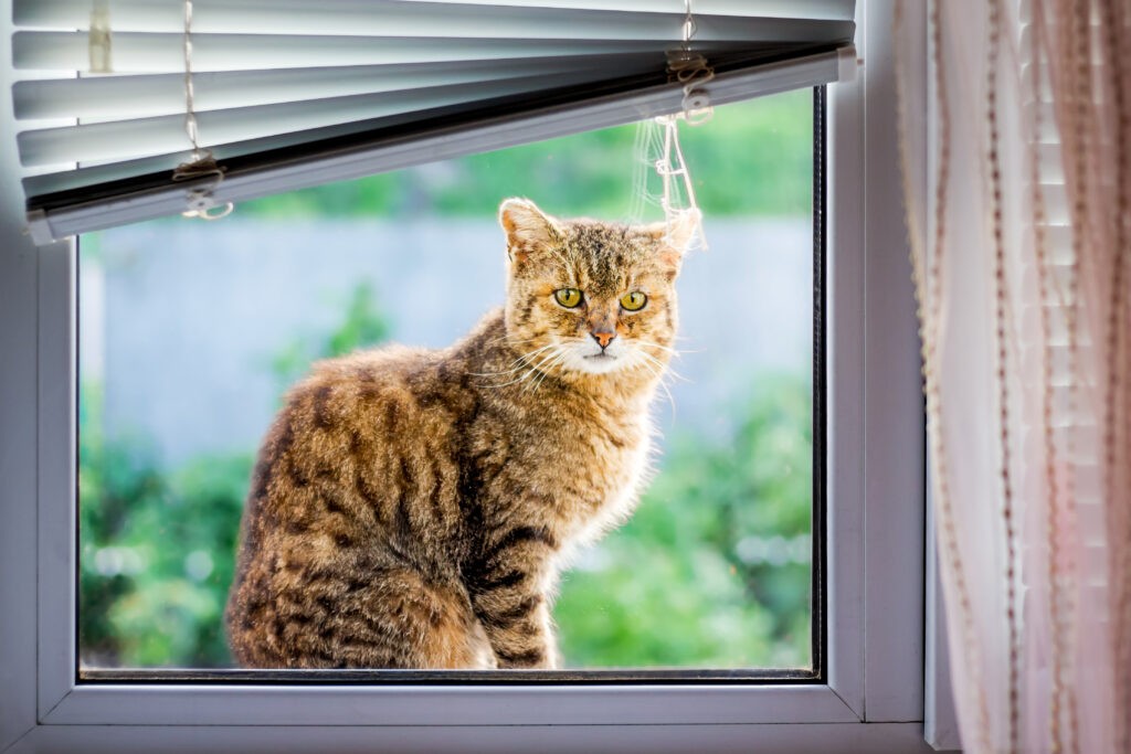 Katze sehen unbewegliche Objekte