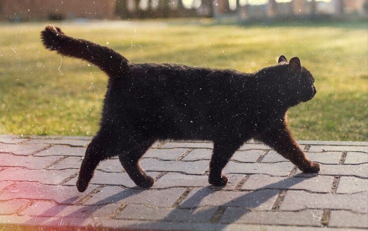 Ignoranz Katze Tierfreund