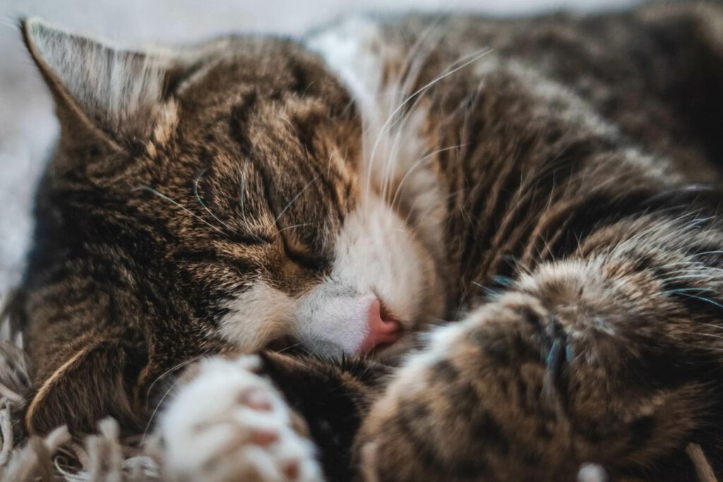 Katzen schnurren