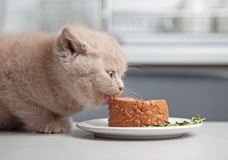 Katze fressen Futter Fütterung