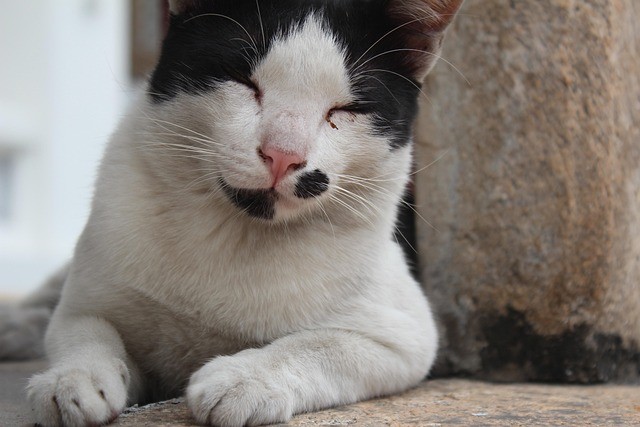 Katze Entspannung