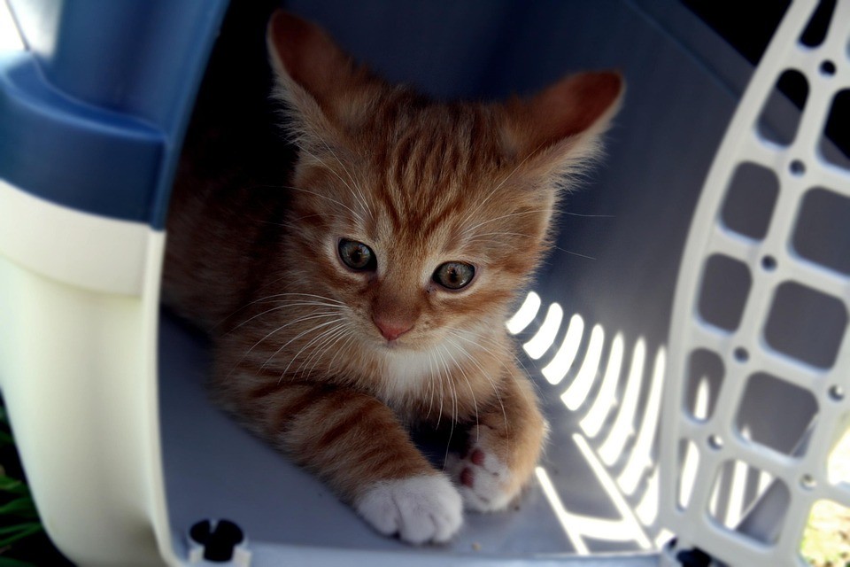 Katze Transport