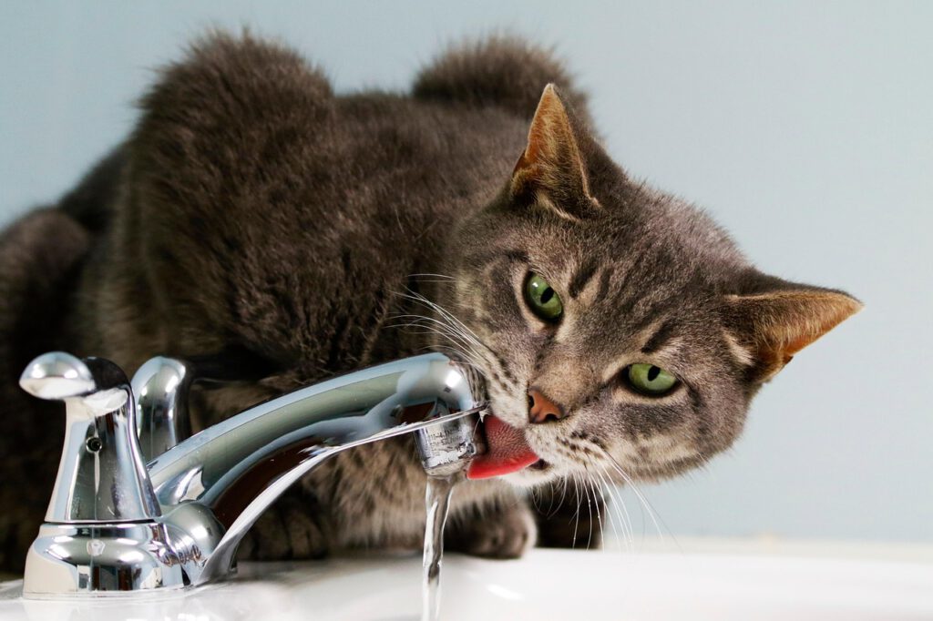 Katze trinken