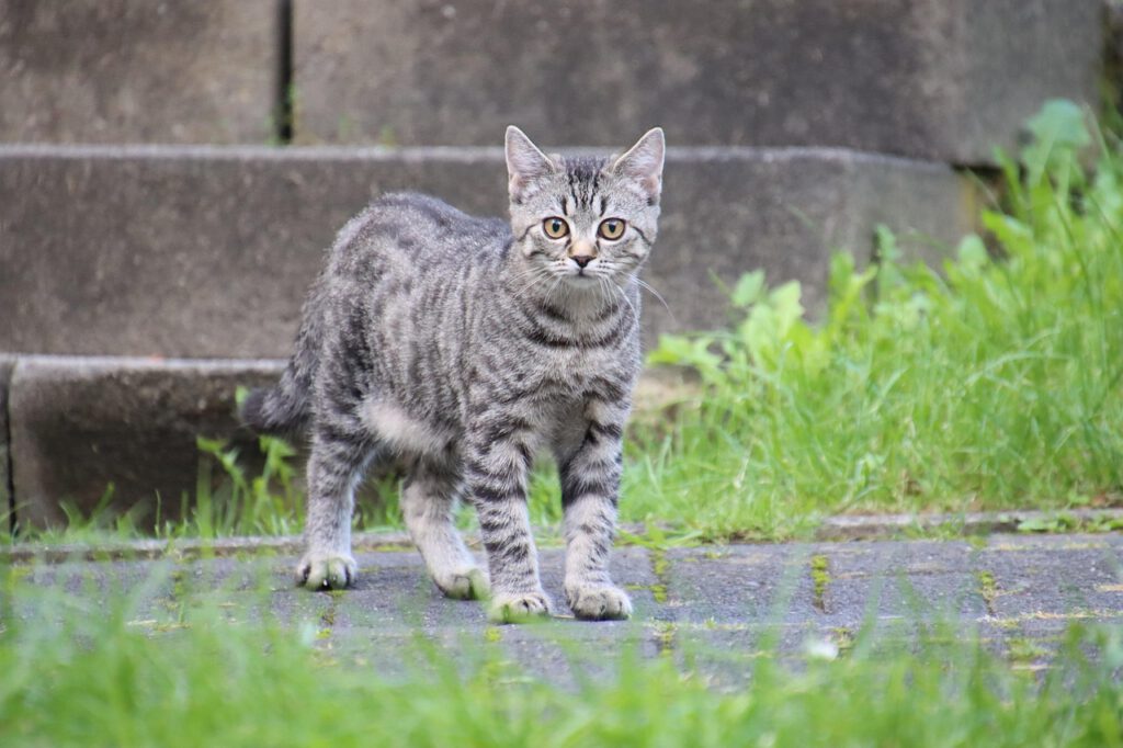 Katze Freigang