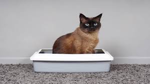 Katze Klo