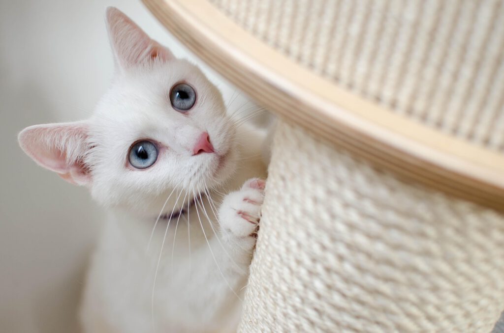 Katze kratzen Kratzmöglichkeiten