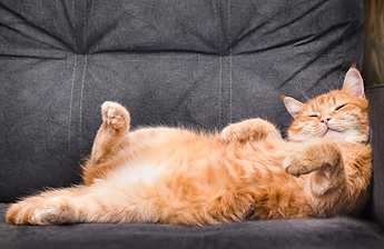Katze Entspannung