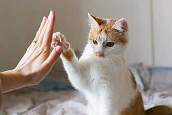 Clickertraining katze