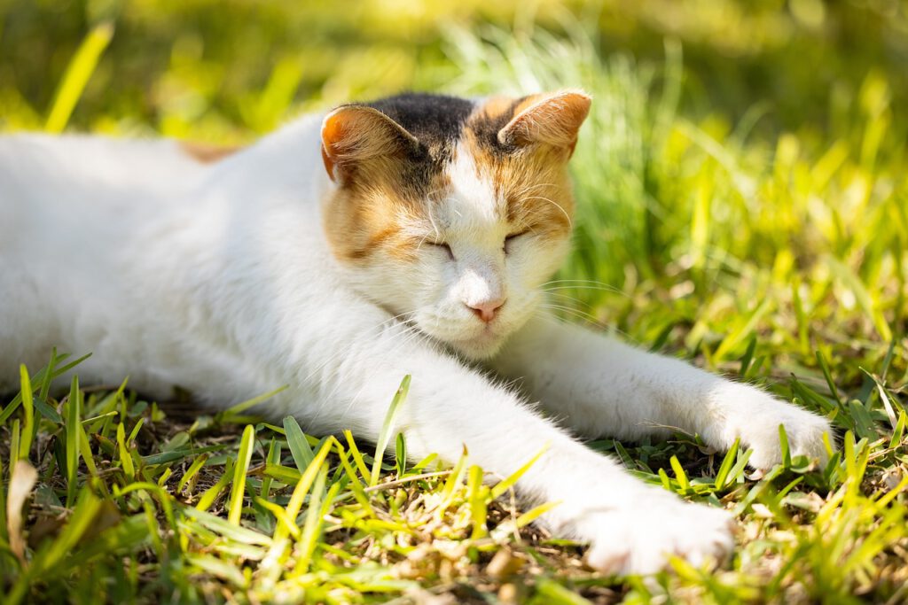 Entspannung Katze