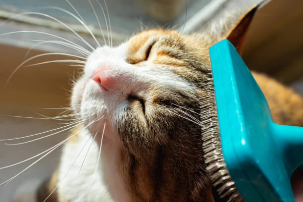 Katze Pflege