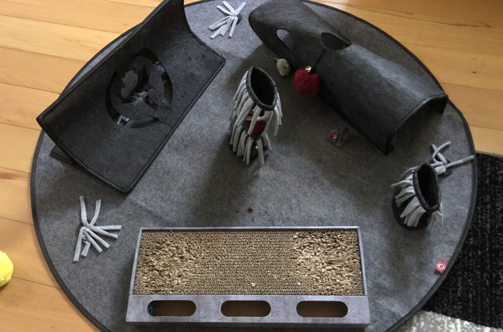 Katze Teppich Spiel Beschäftigung Activity