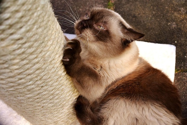 Katze Kratzbaum Stamm Sisal