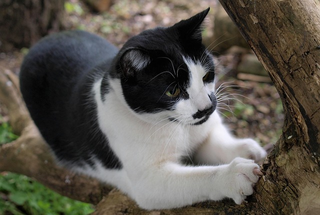 Katzen kratzen