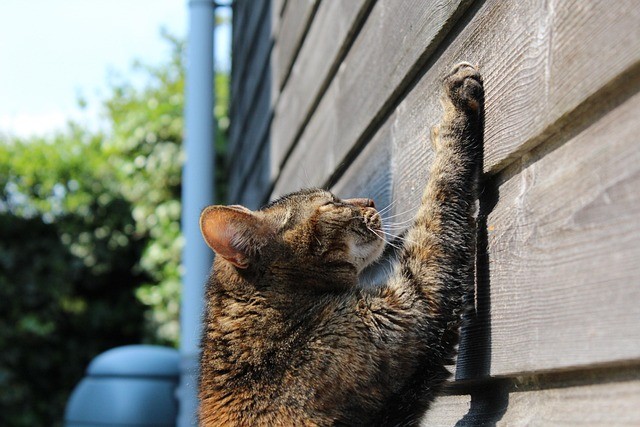 Katze kratzen