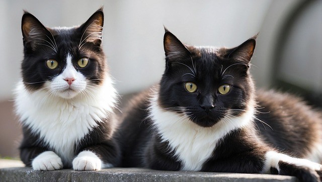 Katze Harmonie Zusammenführung Vergesellschaftung