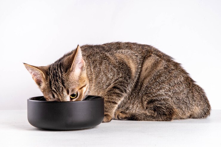 Katze fressen Fütterung Futter