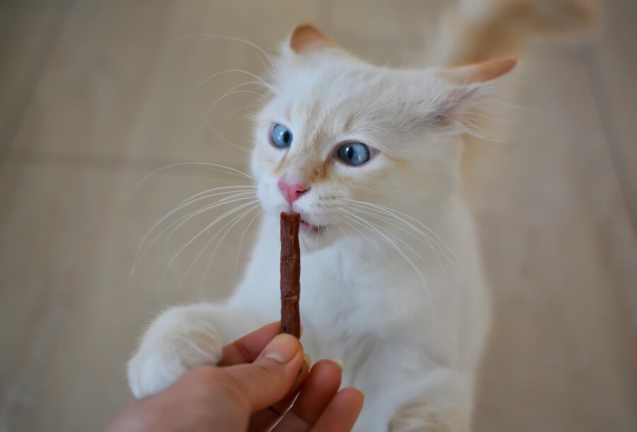 Katze Medikament Leckerli Trojaner