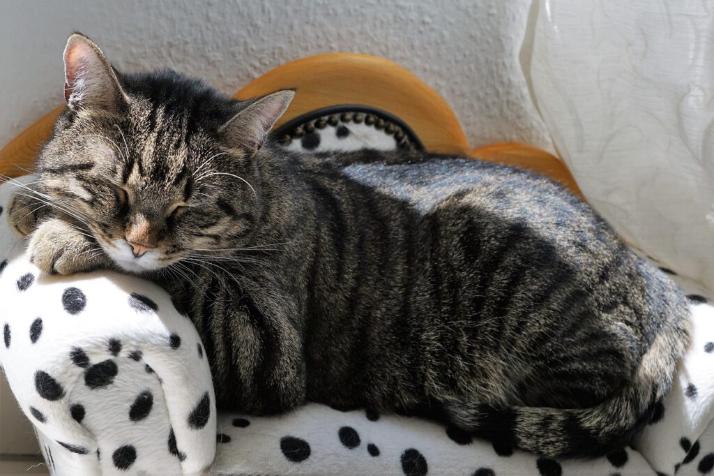 Katze schlafen Bett