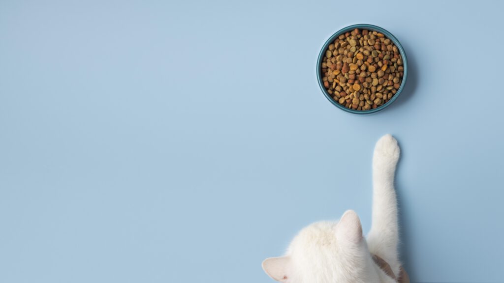 Katze scharren Napf Pfote Futter