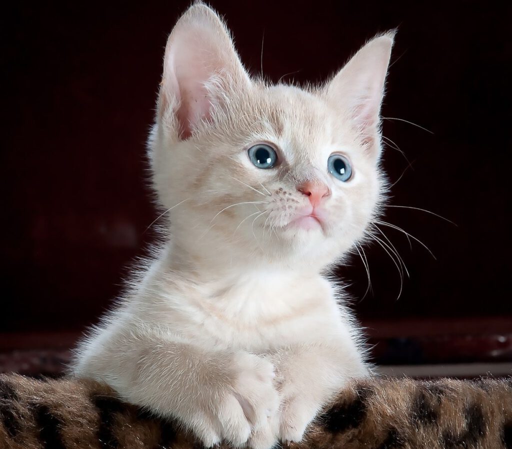 Katze Sicherheit
