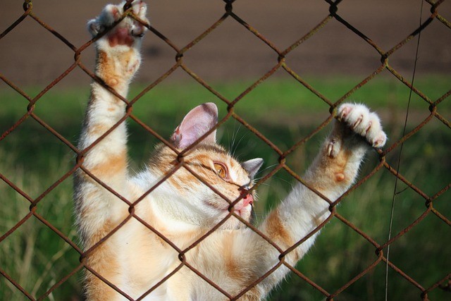 Katze Schutzgitter